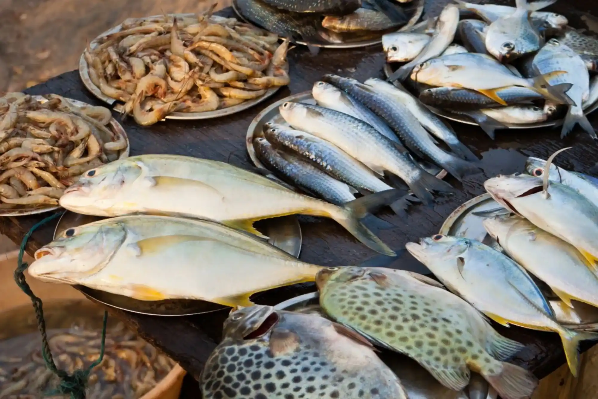 Best Practices When Ordering From Buy Sardine Fish in 2025