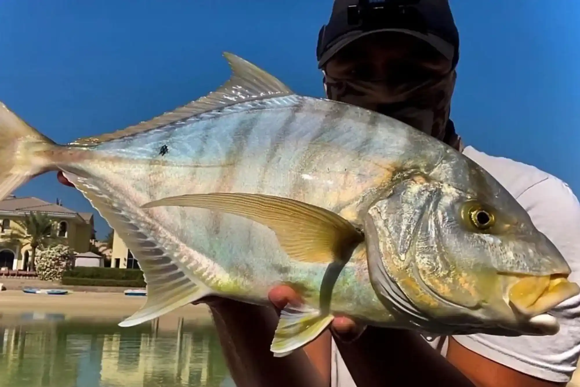 Things to Consider Before Buying King Fish in Dubai