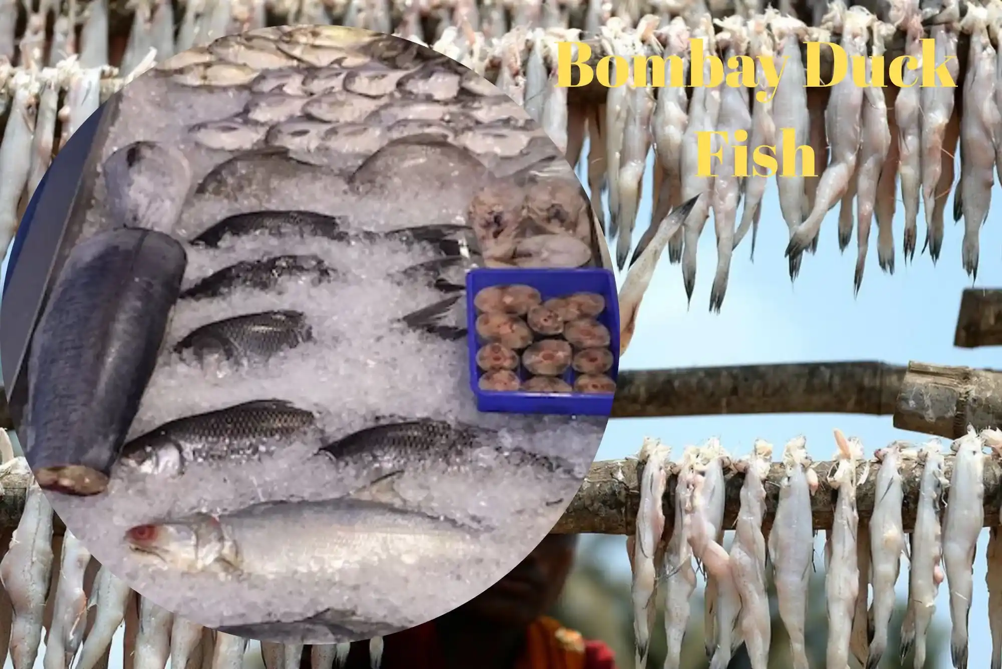 How to Store Bombay Duck Fish After Buying in Dubai