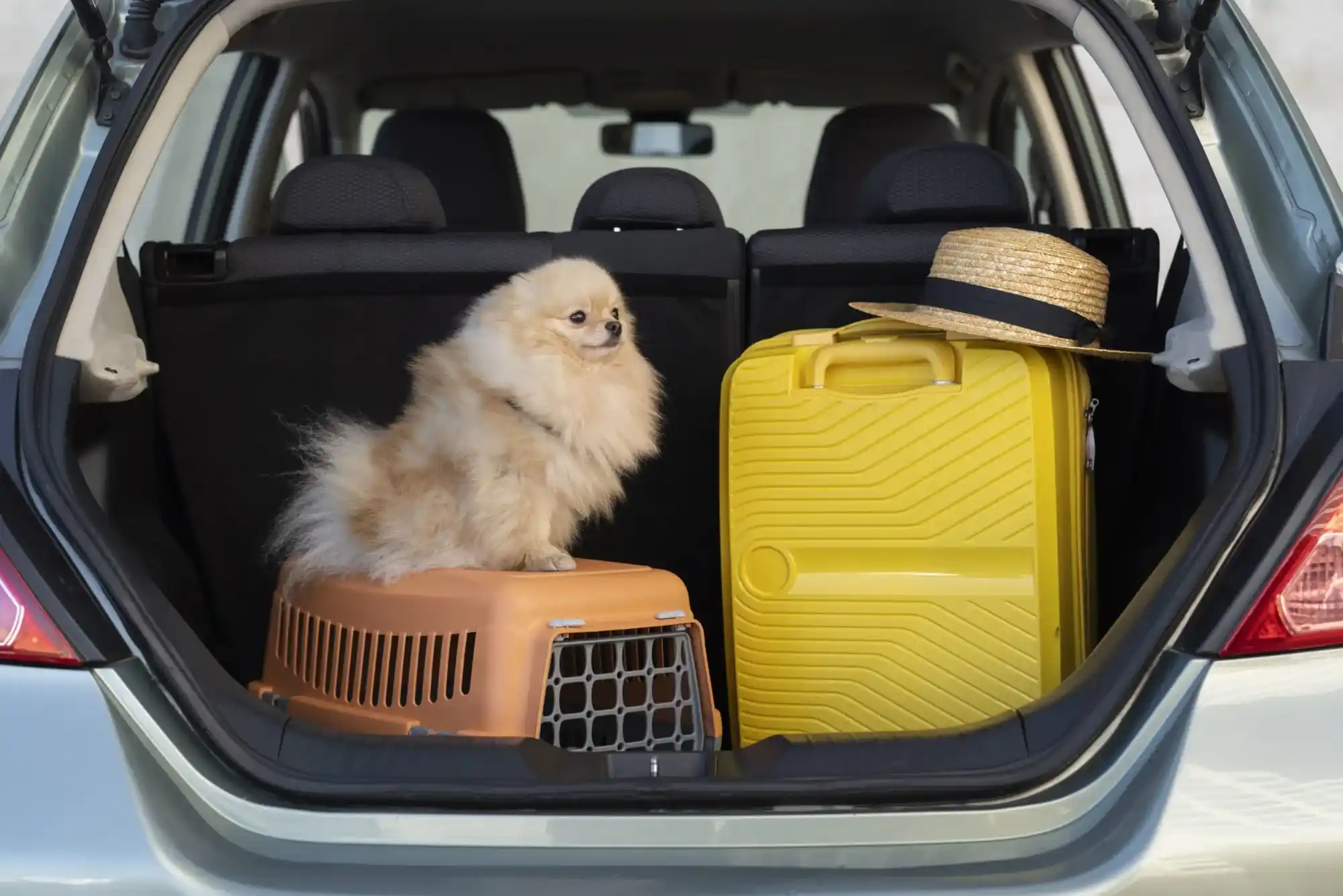 Dubai Pets Transport